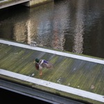 Duck Flap